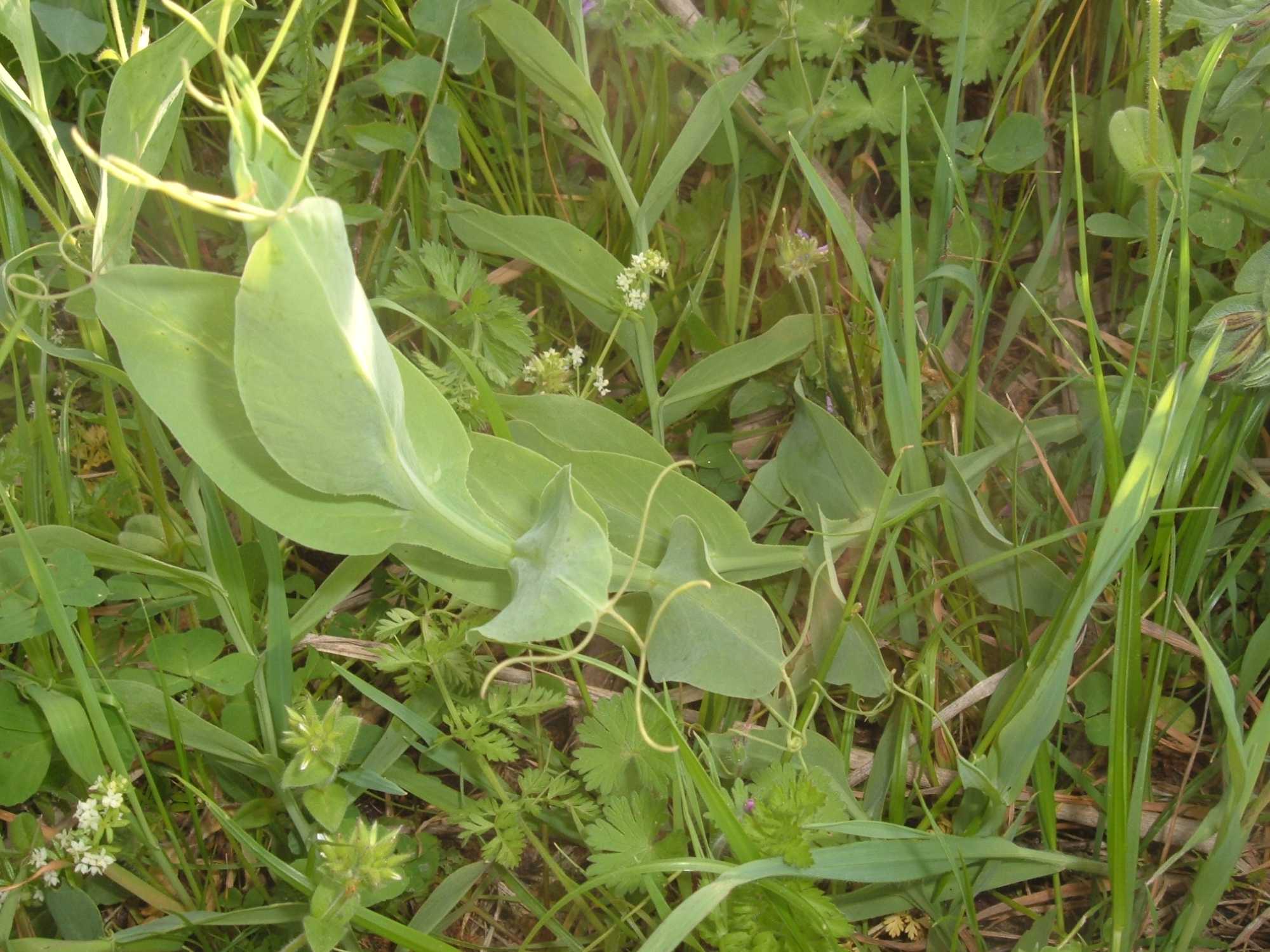 deve ancora fiorire - Lathyrus ochrus